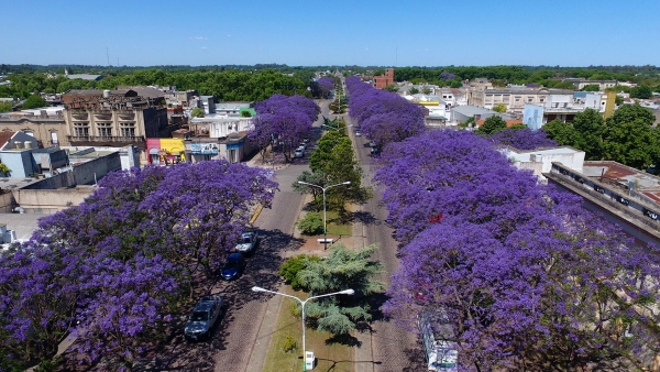 BONDADES NATURALES DE CHASCOMÚS: EL JACARANDÁ