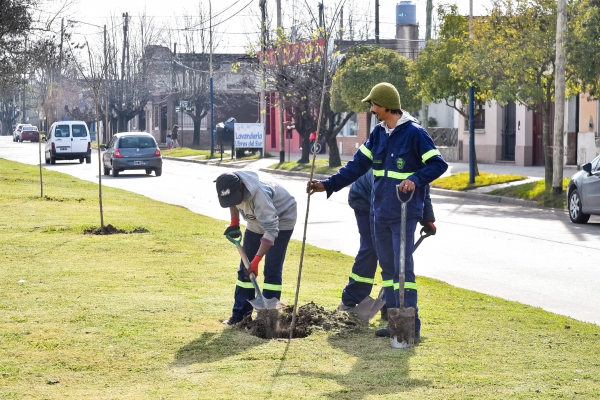 RICARDO MICCINO: “DESDE AGOSTO DEL AÑO PASADO LLEVAMOS PLANTADOS CERCA DE 300 ÁRBOLES EN DIVERSOS SECTORES DE LA CIUDAD”