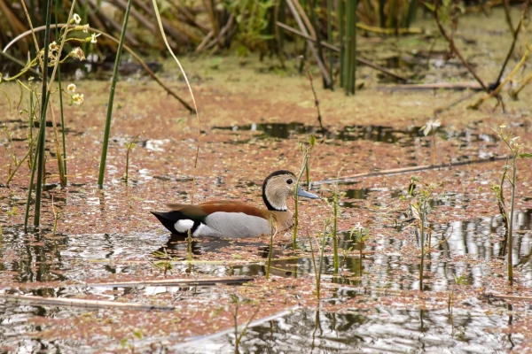 DÍA MUNDIAL DE LA BIODIVERSIDAD: IMPORTANCIA DE LAS ESPECIES VEGETALES PALUSTRES EN ECOSISTEMAS DE HUMEDALES