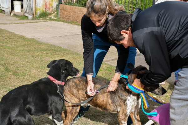 CAMPAÑA DE VACUNACIÓN ANTIRRÁBICA: MÁS DE 2.500 MASCOTAS INMUNIZADAS