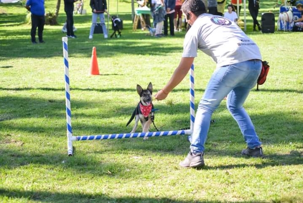 CLASES GRUPALES DE ADIESTRAMIENTO CANINO EN BARRIO LOMAS ALTAS