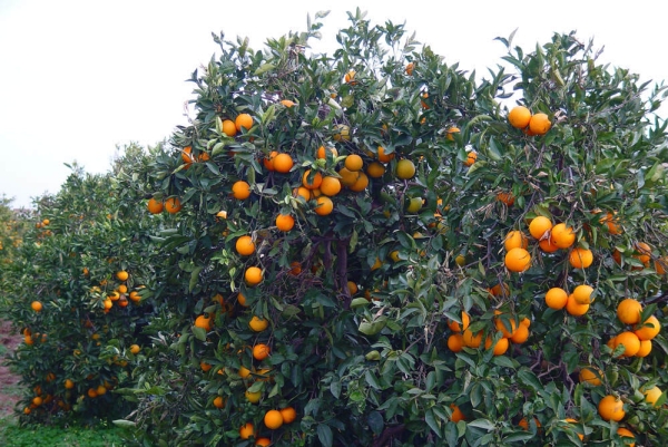 Producción frutihortícola