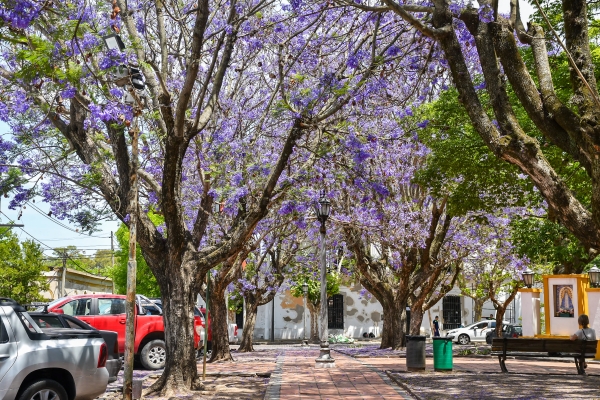 Árboles: patrimonio natural y cultural de Chascomús