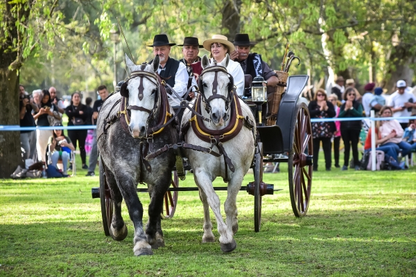  Exitoso y pintoresco encuentro del Caballo y el Carruaje