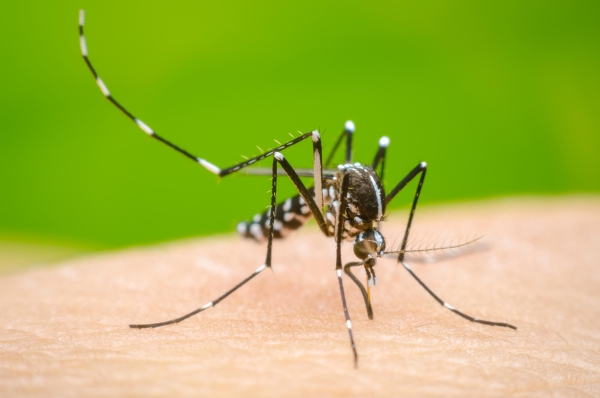 Medidas preventivas para evitar la proliferación de mosquitos y prevenir el dengue