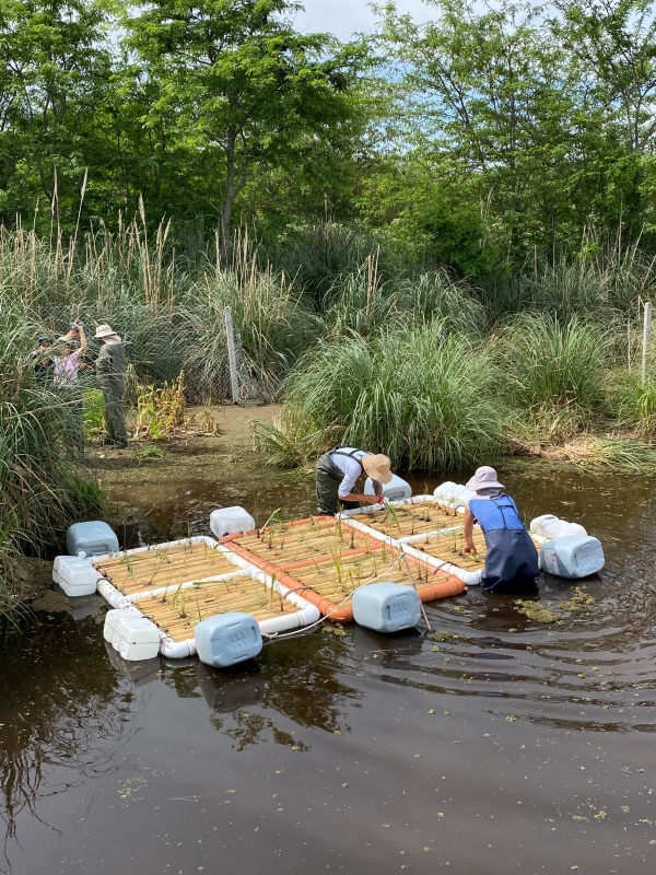 Colocan islas flotantes artificiales en la laguna