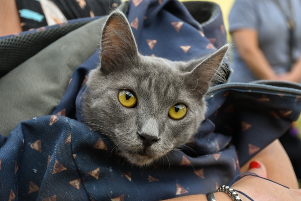 Tenencia responsable de mascotas