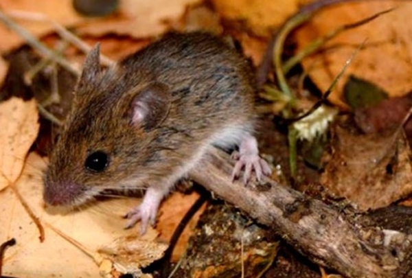  Medidas de prevención para evitar el hantavirus