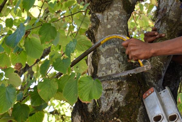  Pasos a seguir con restos de poda y tareas de jardinería