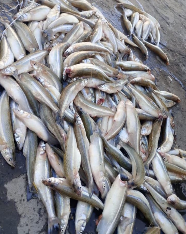Fueron detectados pescadores furtivos en la laguna durante la madrugada