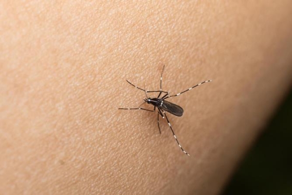 La prevención del dengue se realiza todo el año