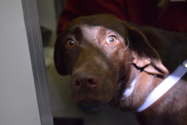 Quirófano móvil: Más de 50 mascotas en la primera fecha del calendario anual