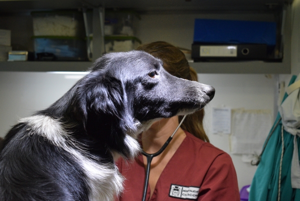 Quirófano móvil: Más de 50 mascotas en la primera fecha del calendario anual