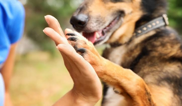 Día del Rescatista Animal: el trabajo silencioso detrás de cada rescate
