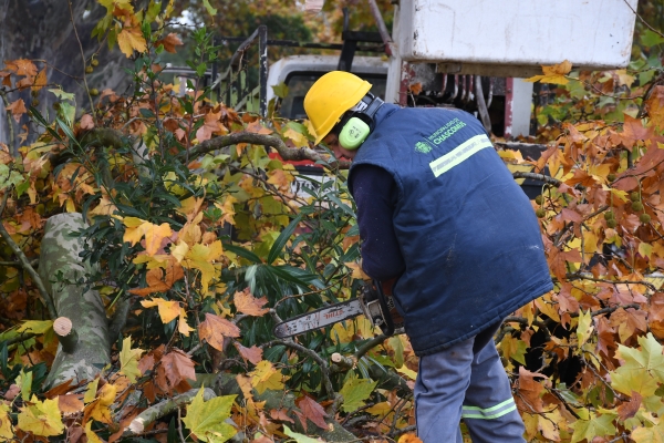 Continúa el período de poda del arbolado urbano