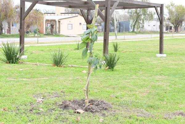  Con la plantación de nuevos árboles se fortalece el patrimonio verde de Plaza La Barraca