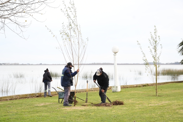 Con la plantación de nuevos ejemplares, Chascomús enriquece su patrimonio verde