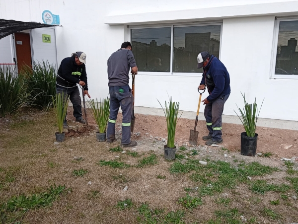 La Municipalidad continúa ampliando el arbolado urbano