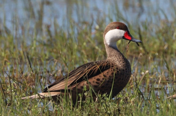Chascomús, un destino ideal para descubrir la riqueza de sus aves