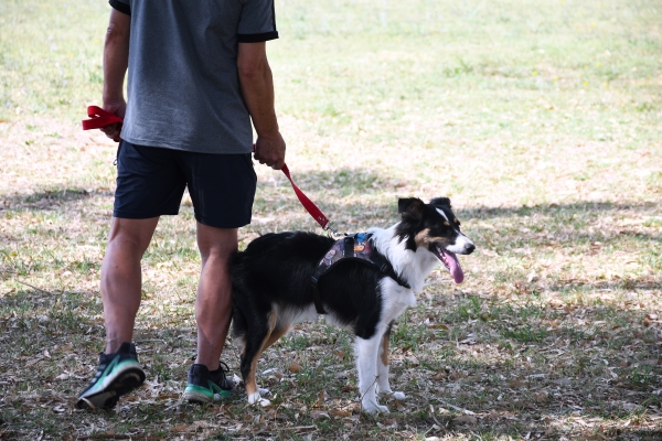 El cuidado de las mascotas también es una responsabilidad compartida