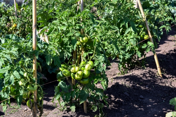 Llegó la primavera, un momento ideal para sembrar tus verduras